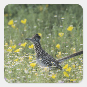 Pegatina Cuadrada Correcaminos Grande, Geococcyx californianus,