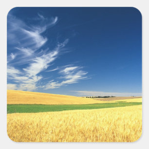 Pegatina Cuadrada Cosecha de trigo en Palouse en el este