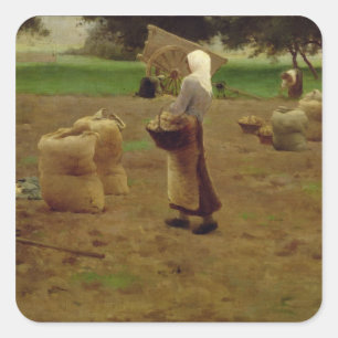 Pegatina Cuadrada Cosechando papas