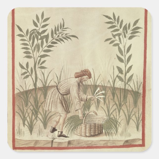 Pegatina Cuadrada Cosechando puerros, de 'Tacuinum Sanitatis' (Anverso)