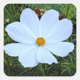 Pegatina Cuadrada Cosmos blancos