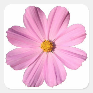 Pegatina Cuadrada Cosmos rosados