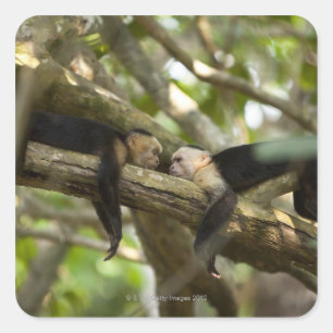 Pegatina Cuadrada Costa Rica, dos monos descansando en el árbol, min