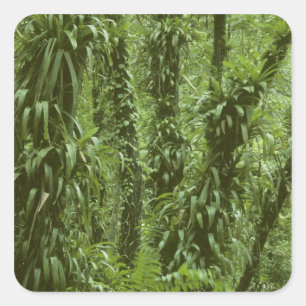 Pegatina Cuadrada Costa Rica, Parque Nacional Arenal, selva tropical