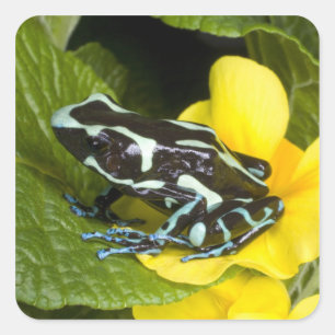 Pegatina Cuadrada Costa Rica, Península de Osa