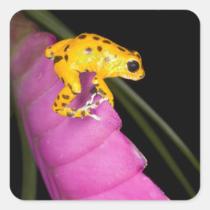 Pegatina Cuadrada Costa Rica. Primer plano de rana venenosa