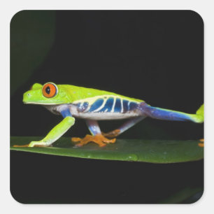 Pegatina Cuadrada Costa Rica, Rana De Ojos Rojos (Agalychnis