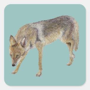 Pegatina Cuadrada Coyote