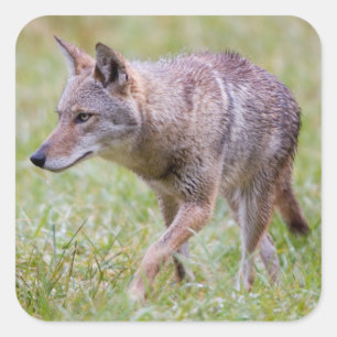 Pegatina Cuadrada Coyote en campo, Cades Cove