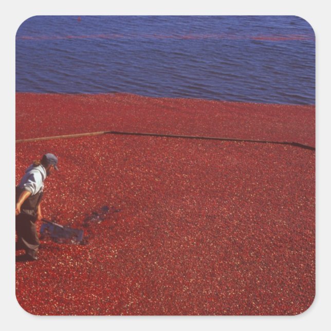 Pegatina Cuadrada Cranberry Harvest, Middleboro, MAMÁES, EE.UU. (Anverso)