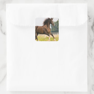 Pegatina Cuadrada Crea tu propia foto de caballo de mascota personal