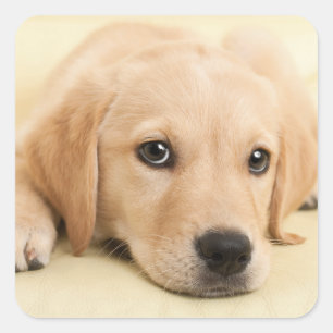 Pegatina Cuadrada Crea tu propia foto de mascota personalizada