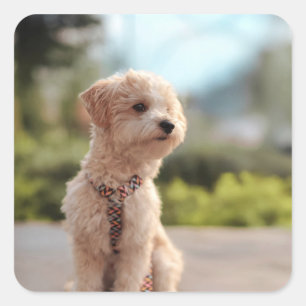 Pegatina Cuadrada Crea tu propia foto personalizada de tu mascota