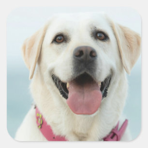 Pegatina Cuadrada Crea tu propia foto personalizada de tu mascota