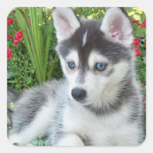 Pegatina Cuadrada Crea tu propia foto personalizada de tu mascota