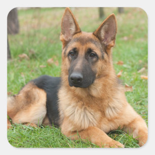 Pegatina Cuadrada Crea tu propia foto personalizada de tu mascota