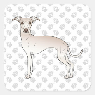 Pegatina Cuadrada Crema Italiana Greyhound Cute Perro de caricatura 