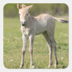 Pegatina Cuadrada Cría de caballo de Przewalski, Hungría