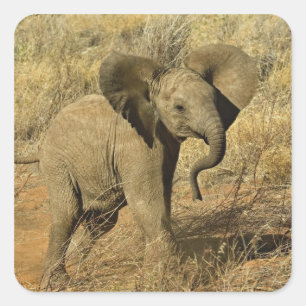 Pegatina Cuadrada Cría de elefante africano, Loxodonta Africana,