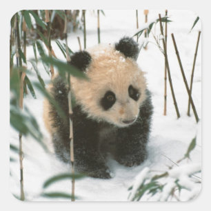 Pegatina Cuadrada Cría de panda en la nieve, Wolong, Sichuan, China