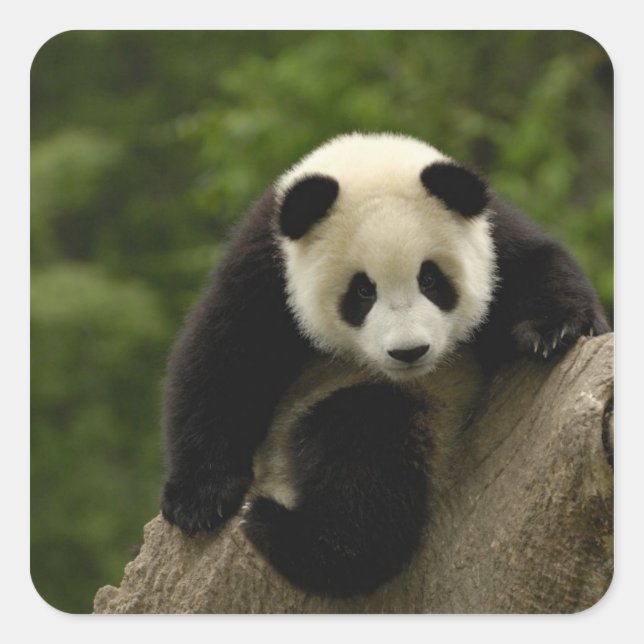 Pegatina Cuadrada cría de panda gigante (Anverso)