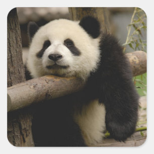 Pegatina Cuadrada Cría de panda gigante (Ailuropoda melanoleuca)