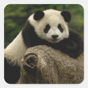 Pegatina Cuadrada Cría de panda gigante (Ailuropoda melanoleuca)