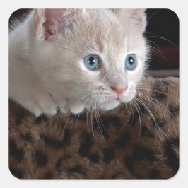 Pegatina Cuadrada Criam Kitten con hermosos ojos azules