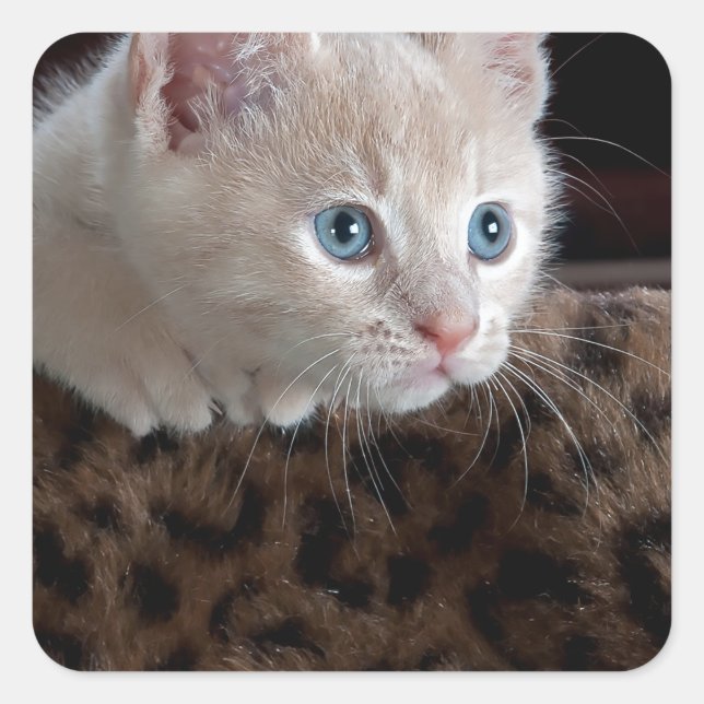 Pegatina Cuadrada Criam Kitten con hermosos ojos azules (Anverso)