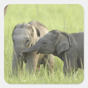 Pegatina Cuadrada Crías de elefante indio / asiático