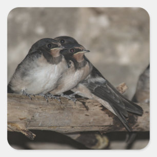 Pegatina Cuadrada Crías de golondrina en una rama