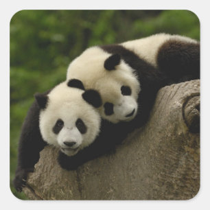 Pegatina Cuadrada crías de panda gigante Ailuropoda melanoleuca)