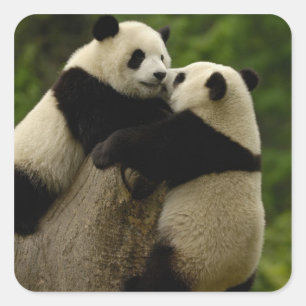 Pegatina Cuadrada Crías de panda gigante (Ailuropoda melanoleuca)