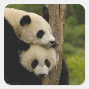 Pegatina Cuadrada Crías de panda gigante (Ailuropoda melanoleuca)