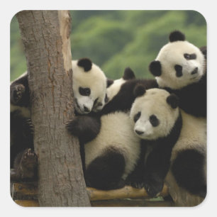 Pegatina Cuadrada crías de panda gigante (Ailuropoda melanoleuca)