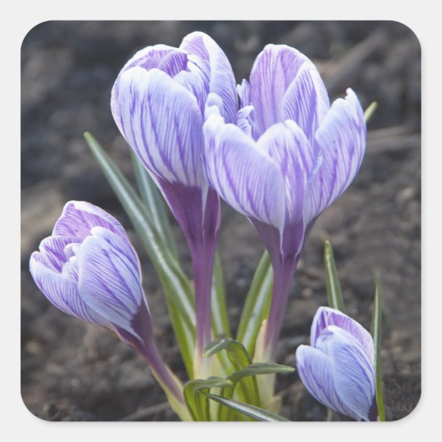 PEGATINA CUADRADA CROCUS PURPLE DE LA PRIMAVERA (Anverso)