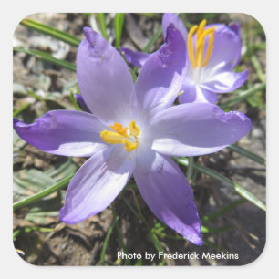 Pegatina Cuadrada Crocus único