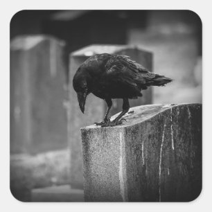 Pegatina Cuadrada Crow en el cementerio caído