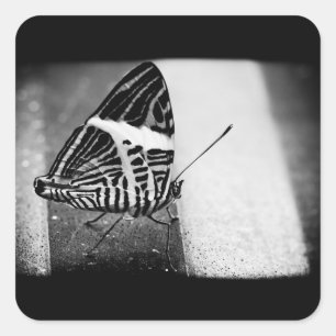 Pegatina Cuadrada cruce de mariposa