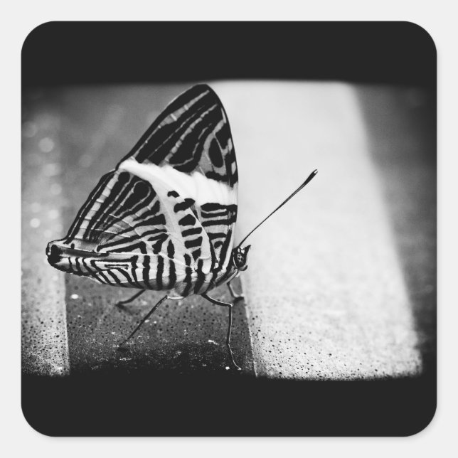 Pegatina Cuadrada cruce de mariposa (Anverso)