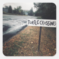 cruce de tortugas