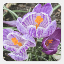 Cruces de Primavera Púrpura.