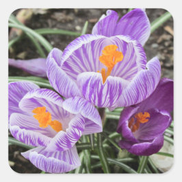 Pegatina Cuadrada Cruces de Primavera Púrpura.