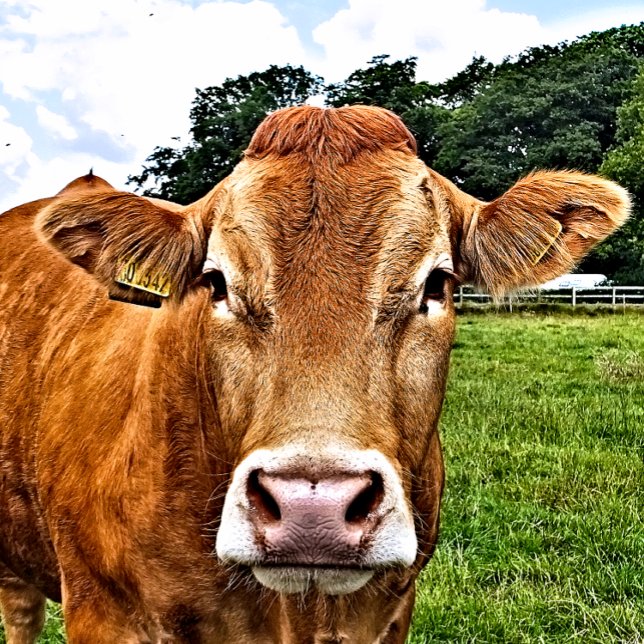 PEGATINA CUADRADA CUADRAR VACA (A photographic design of a cute cow.)
