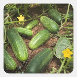 Pegatina Cuadrada Cucumbros
