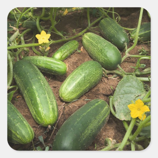 Pegatina Cuadrada Cucumbros (Anverso)