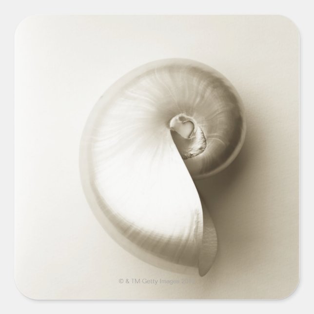 Pegatina Cuadrada Cuello marino de nautilus perlizado 2 (Anverso)