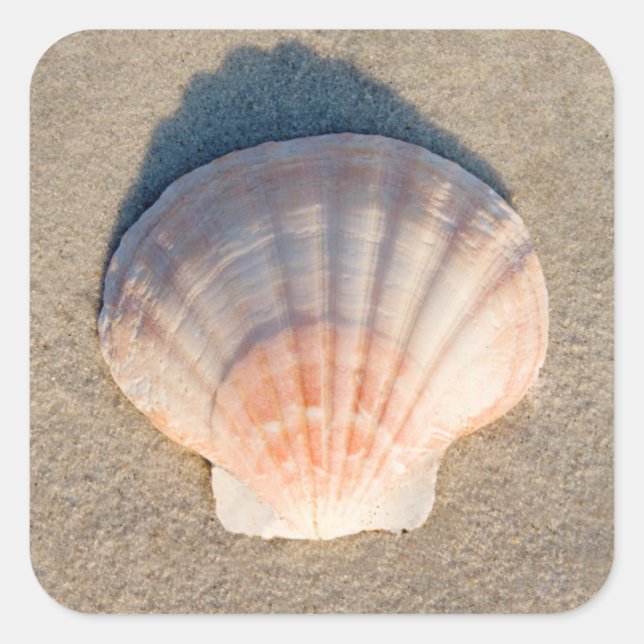 Pegatina Cuadrada Cuello Marítimo En La Playa De Sandy (Anverso)