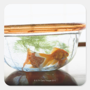 Pegatina Cuadrada Cuenco del Goldfish