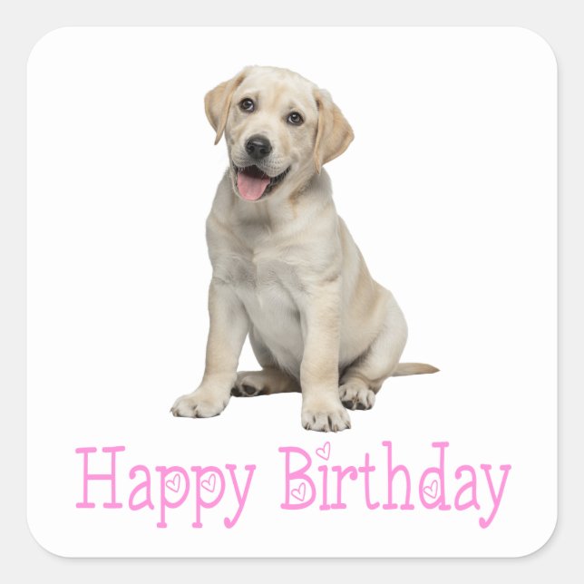 Pegatina Cuadrada Cumpleaños de cachorro de Labrador Retriever amari (Anverso)